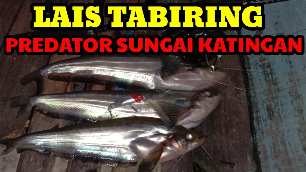CASTING LAIS TABIRING || IKAN PREDATOR GIGI TAJAM || SUNGAI KATINGAN