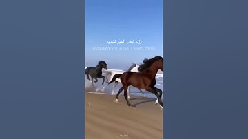 سورة العاديات بصوت الشيخ ماهر المعيقلي#القرآن الكريم# راحة نفسية#♥...