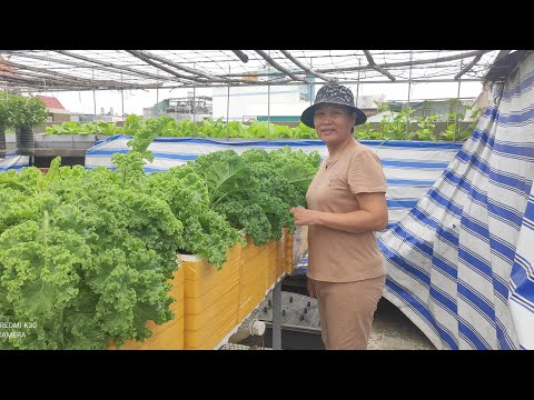 Video: Thông tin vềSea Kale - Sea Kale là gì và Sea Kale có ăn được không