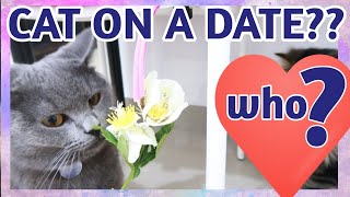 Cat on Valentine's Day | Ashby the grey cat by Ashby the grey cat 1,233 views 3 years ago 3 minutes, 19 seconds