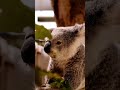 Gray koala