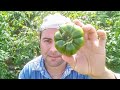 A che livello di Maturazione si raccoglie il Pomodoro Costoluto per arrivare fin casa vostra?