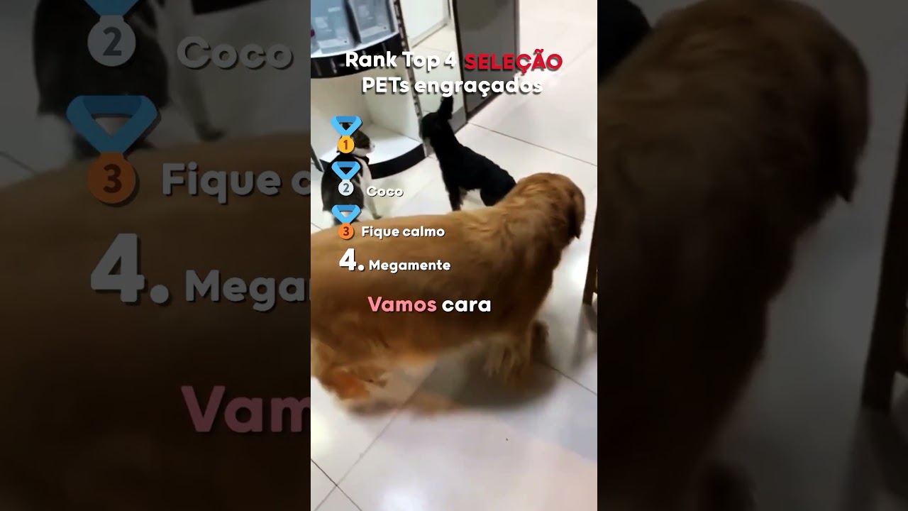 TENTE NÃO RIR, VERSÃO CÃES AMERICANOS #shorts #pets #memes