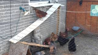 chicken coop ramp steps 1