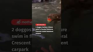 2 doggos having a leisure swim in flooded Balmoral Crescent condo basement carpark