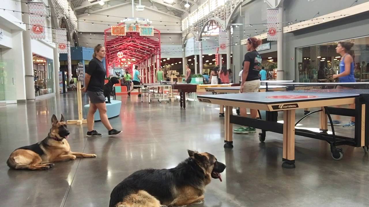 training a 1 year old german shepherd