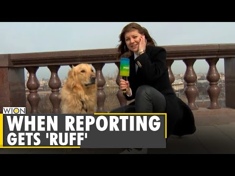 Dog steals microphone & hearts | Moscow reporter | Caught on camera | Latest English News
