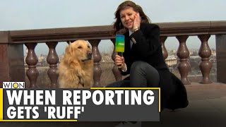Dog steals microphone \& hearts | Moscow reporter | Caught on camera | Latest English News