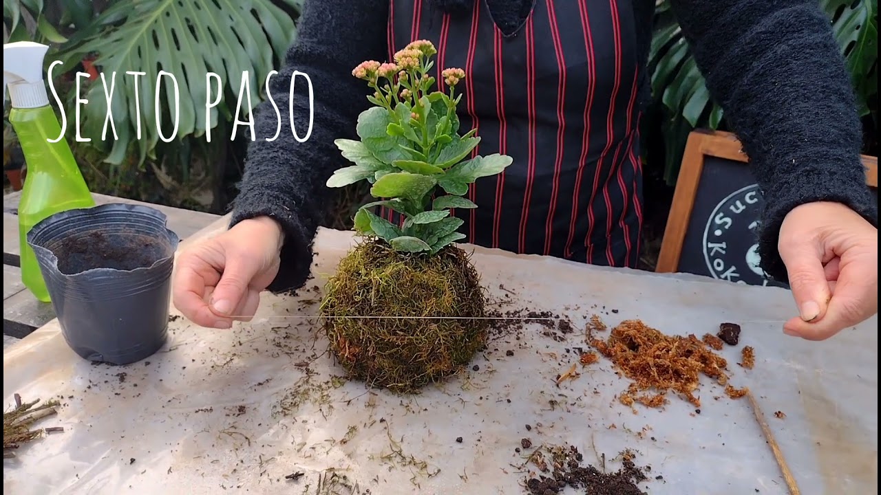 Creá tu Kokedama en 10 pasos!- Somos vivero Suculentas Kokedamas