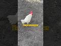 Петух нападает . Что делать? #фазенда #курятниксвоимируками #chicken #life #лайфхак #дача #животные