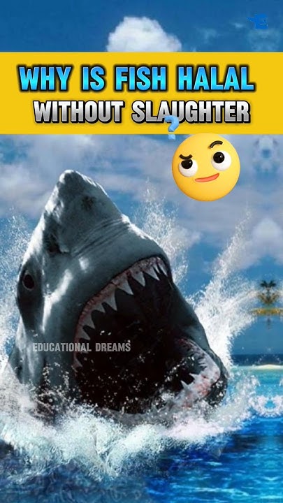why-is-fish-halal-without-slaughter-must-watch-subscribe-education