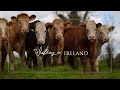Walk in the countryside | Relaxing nature video | Explore Ireland | Morning routine