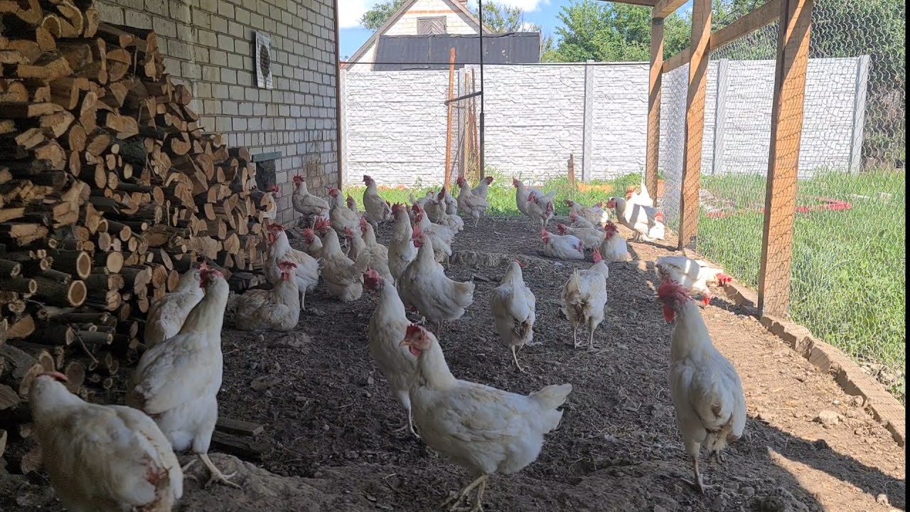 Курка Хайсекс Уайт - на що вона здатна за два роки!?) Мії досвід на поголів'ї у 150шт