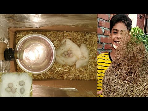 How to make Hatching eggs Incubator at home || I got 4 Sparrow eggs