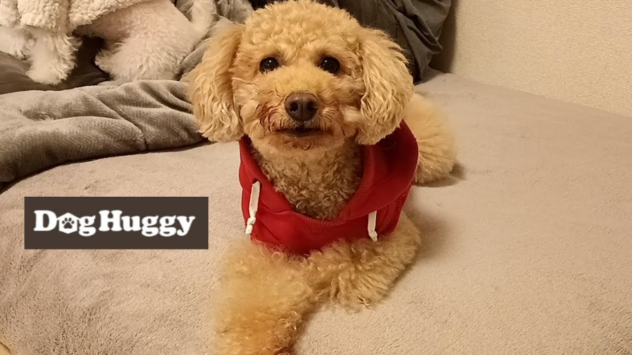 トイプードルのちょこちゃん【DogHuggy お預かり動画‎´•ﻌ•`🐾】