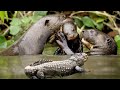 Sad Story ! The Whole Otter Family Suffers When Crocodiles Fight For Territory