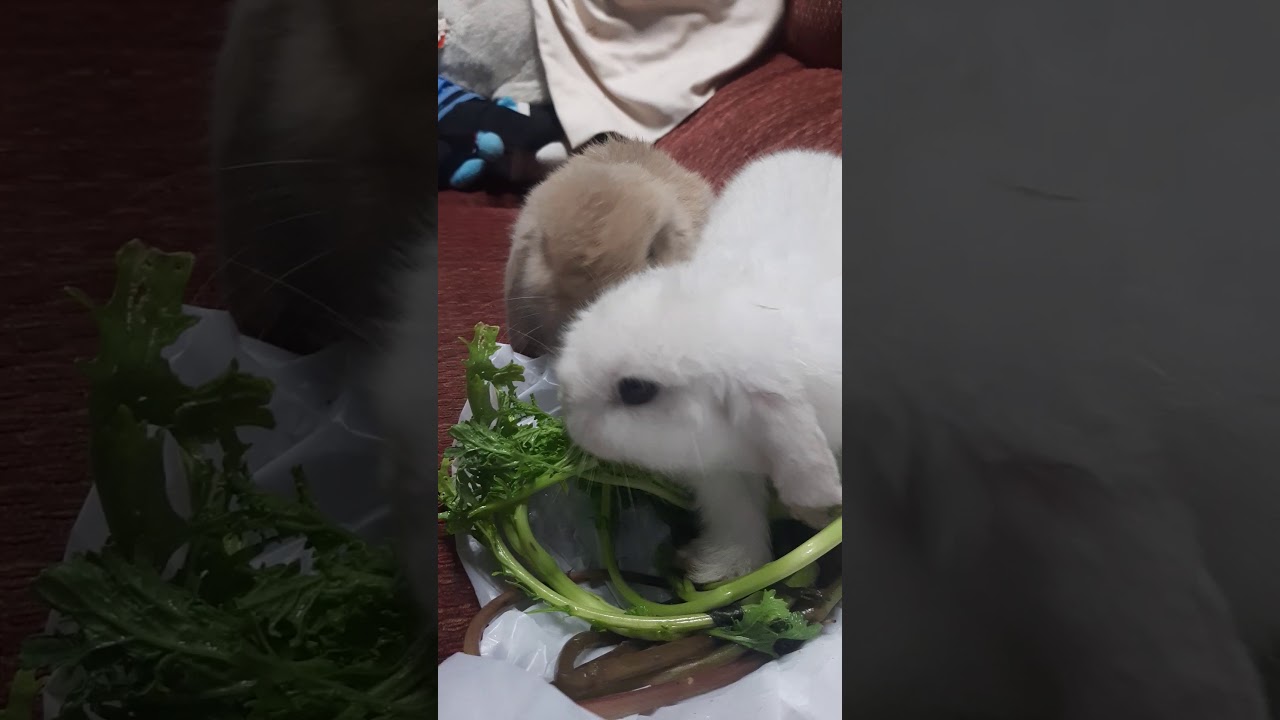 Cute Baby Rabbits try first time green Yummy Food.