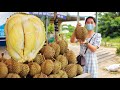 Buy Durian On The Road Back Home - Durian With Small Seed And Thick Flesh - Durian  Juice Mixing