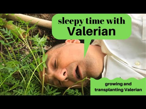 Video: Trồng Và Sử Dụng Valerian