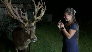 Download Lagu 13.08.25 Олень Борис смачно хрумає #irysik3076 #deer #animals #олень #оленьборис #оленьборя MP3 Download Lagu 13.08.25 Олень Борис смачно хрумає #irysik3076 #deer #animals #олень #оленьборис #оленьборя MP3