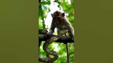 The python found by the monkey#snake #monkey #jungle #wildlife