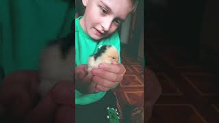 цыпленок которого мы назовём цыпа