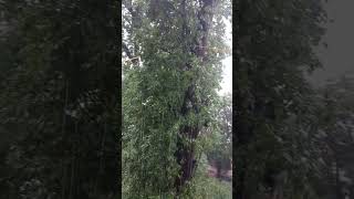 mesmerising weather in muree