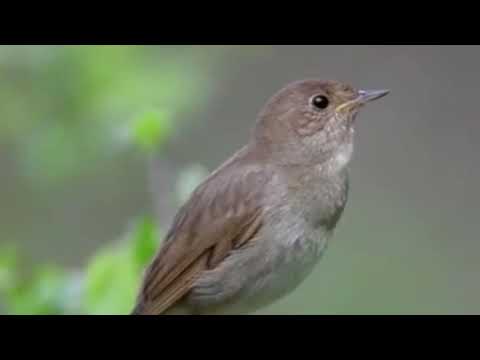 🔴MASTERAN MURAI PALING DICARI JURI