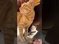 😍cat😍 #youtubeshorts #viralreels #shortsvideo #petlover