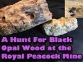 MINING AMERICA EP8  - Royal Peacock Opal Mine - Nevada - 5/15/2016 - 5 Star Lottery Spot Black Opal