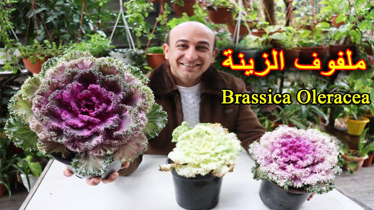 زراعة و رعاية ملفوف الزينة | الكرنب