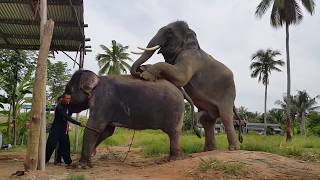 Xxx Elephant Sex Video - Search Animal Elephant Xxx Video Videos: Latest Videos on Animal Elephant  Xxx Video, Animal Elephant Xxx Video Video Clips, Songs & Music Videos - 1  on luvcelebs