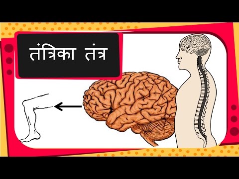 Human Body Chart In Hindi