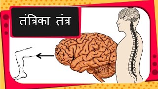 Science - Human Nervous System, voluntary and reflex action - Hindi