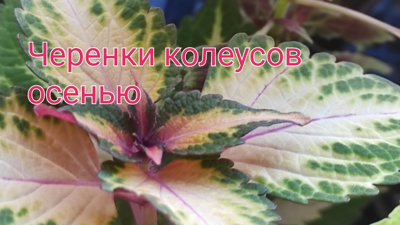 Часть II Сорта колеусов,  которые будут зимовать в этом сезоне 2025/2026.