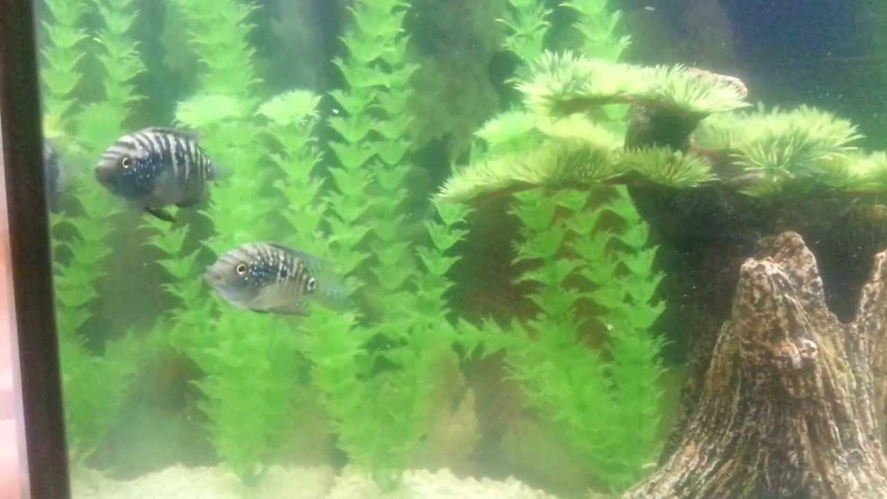 Jack dempsey fish 30 gallon tank YouTube