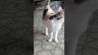 mpus telon gemesin #awesome #cat #imut #kucing #hobi #animals #anabul #youtubeshorts #fun #lucu #fyp