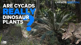Are cycads really dinosaur plants? | Cosmos Briefing
