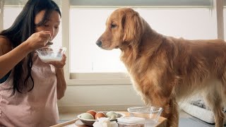 (Eng sub)Breakfast with my dog | Golden retriever Bori