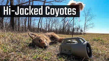 Calling in Coyotes With the FOXPRO Hi-Jack