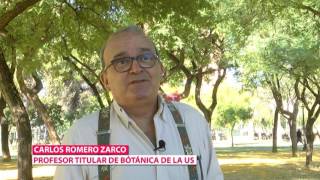 Nueva especie de árbol sudamericano desconocida en España