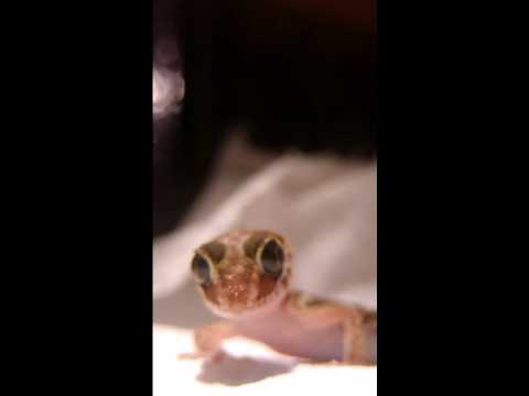 video phone beyonce mp3 Pictus Gecko Din-Dins!