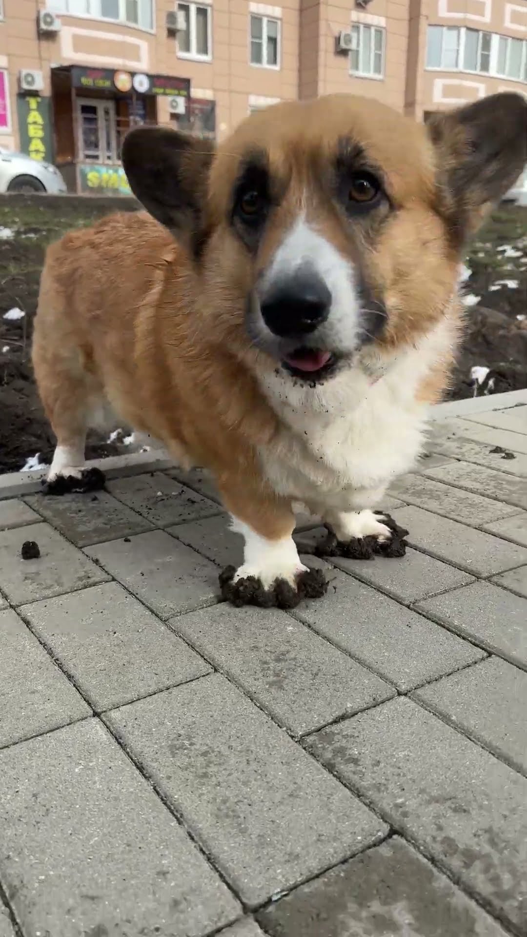 Corgi Squishes Mud Into Paws || ViralHog