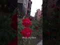 FRESH FLOWR IN THE CITY Shorts Trending Viral Tiktok FRESH FLOWR IN THE CITY Shorts Trending Viral Tiktok