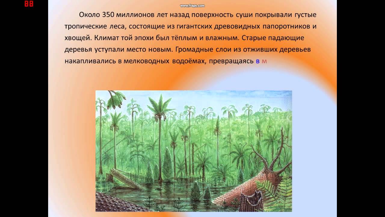 Около 300 млн лет назад какой период. Древовидные папоротники хвощи и плауны. Папоротники каменноугольного периода. Древовидные папоротники каменноугольного. 350 Млн лет назад.