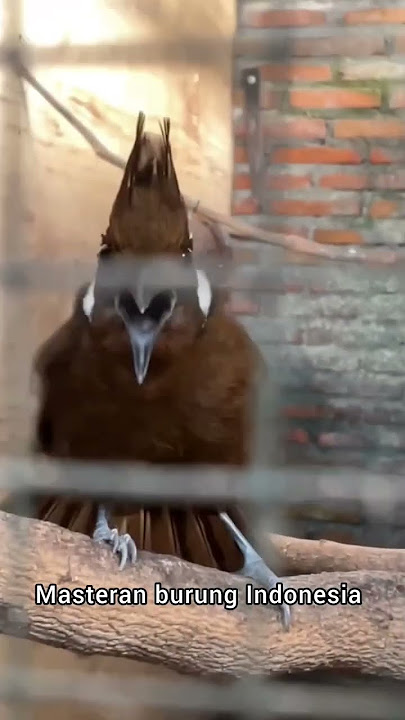 cililin gacor nembak jernih !!! masteran burung cililin jeda jernih , cililin gacor nembak
