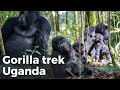 Gorilla trek Uganda