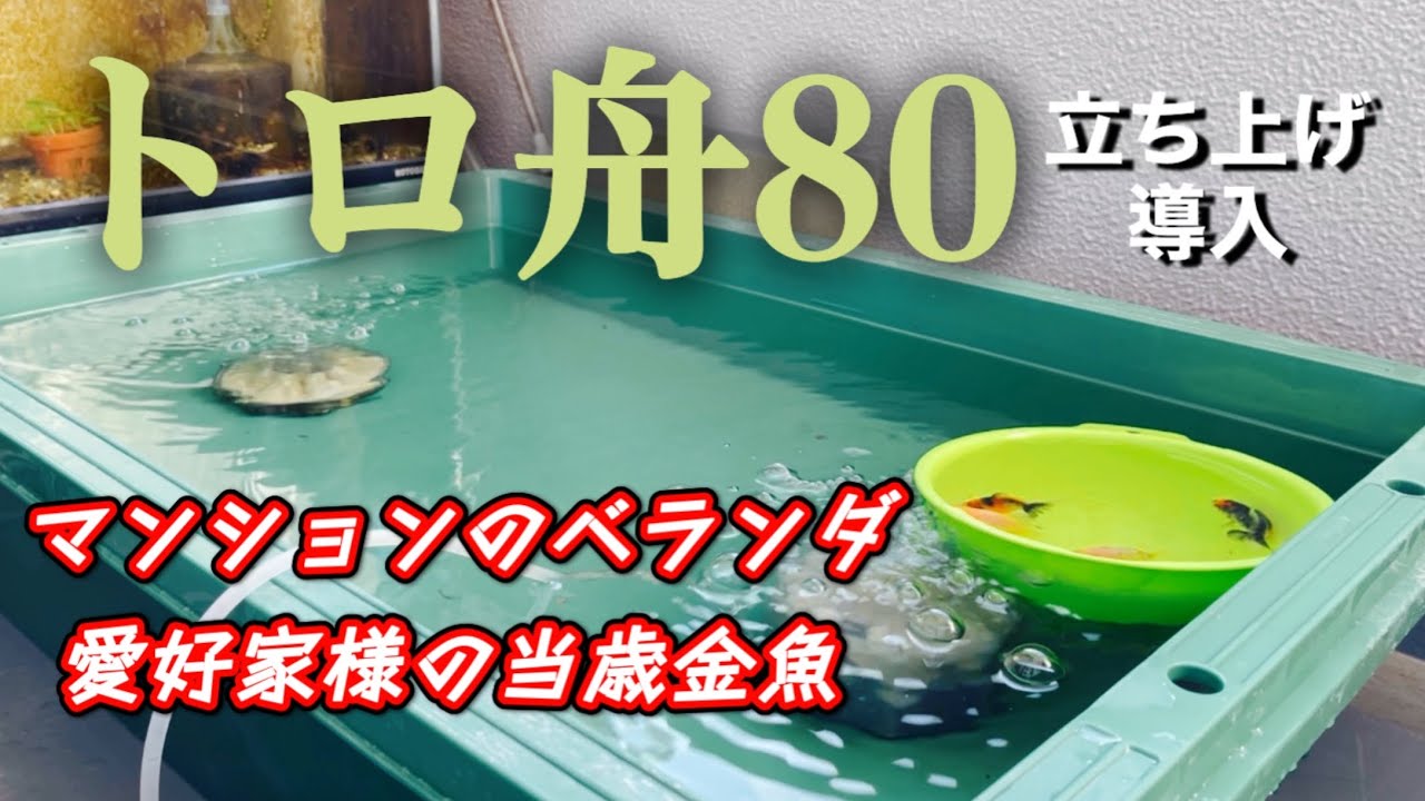 金魚】愛好家様からお迎えした当歳魚たちのためにトロ舟80を立ち上げる 金魚】愛好家様からお迎えした当歳魚たちのためにトロ舟80を立ち上げる