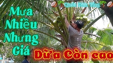 Mưa nhiều nhưng giá dừa vẫn còn cao nhà vườn vui vẻ #quocduavlog