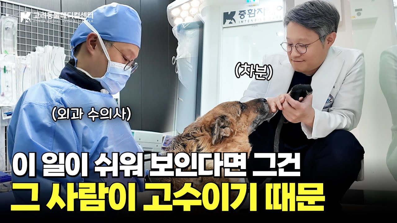 보호자도 동물도 이 분 앞에만 가면 차-분😊 수술과 낭만 사이🩺 #외과수의사 #고려동물메디컬센터